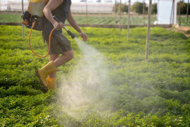 Reliable Groves, TX Pest Control Solutions