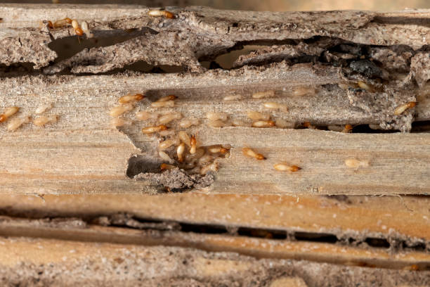 Professional Pest Control in Groves, TX